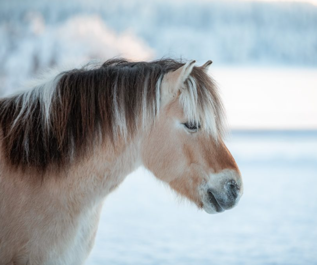 revontulielämys Suomi