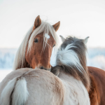 Näyttökuva 2026-03-12 095843