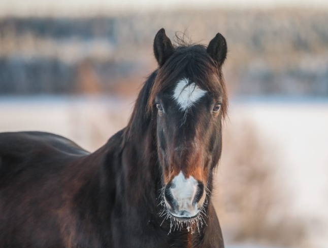 revontuliratsastus Lappi