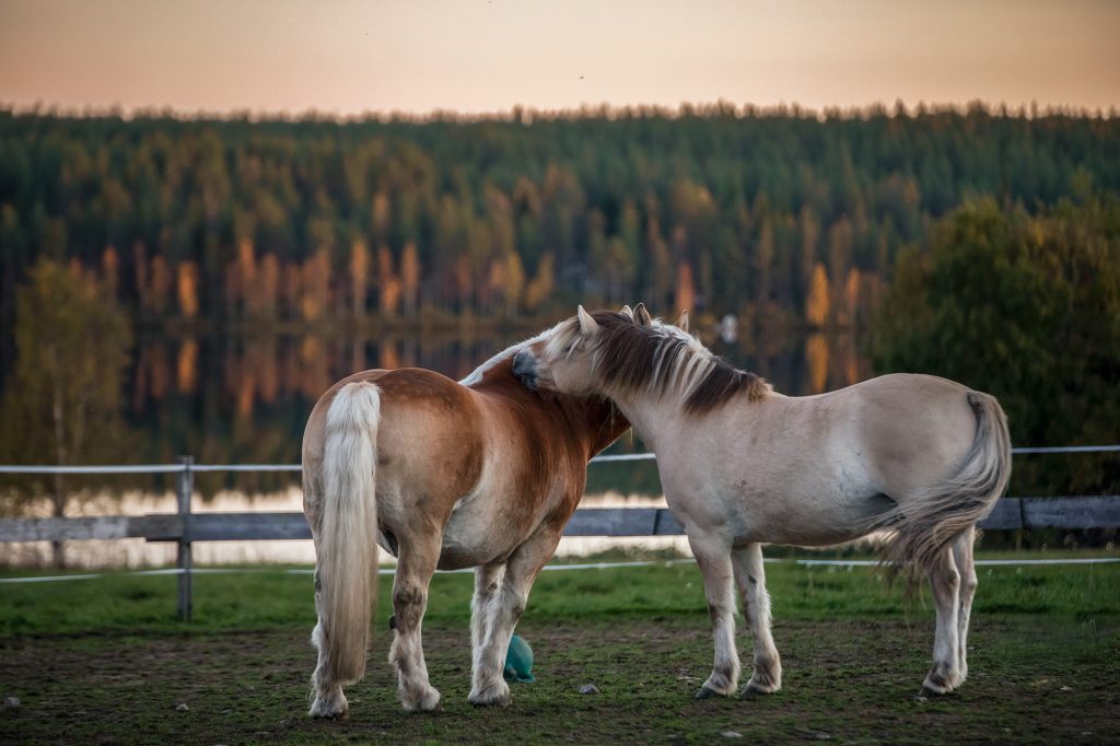ratsastus pudasjärvellä